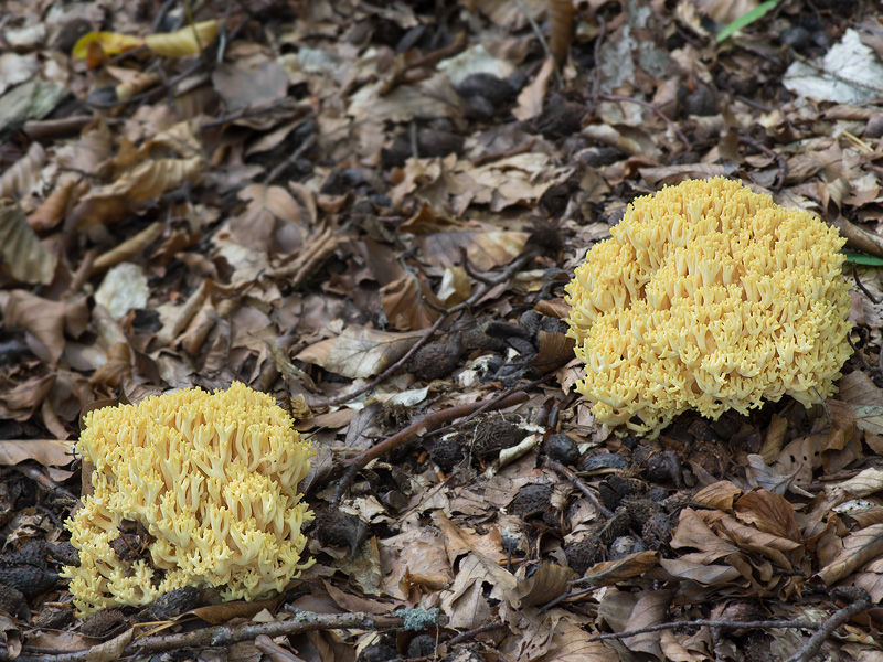 Ramaria flava